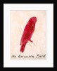 The Crimson Bird by Edward Lear