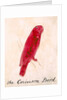 The Crimson Bird by Edward Lear