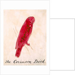 The Crimson Bird by Edward Lear