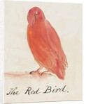 The Red Bird by Edward Lear