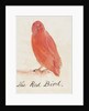 The Red Bird by Edward Lear