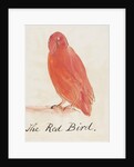 The Red Bird by Edward Lear