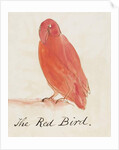 The Red Bird by Edward Lear