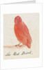 The Red Bird by Edward Lear