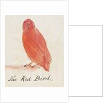 The Red Bird by Edward Lear