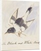 The Black and White Bird by Edward Lear