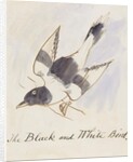 The Black and White Bird by Edward Lear