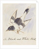 The Black and White Bird by Edward Lear