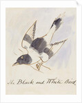 The Black and White Bird by Edward Lear