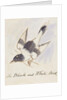 The Black and White Bird by Edward Lear