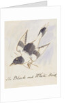 The Black and White Bird by Edward Lear