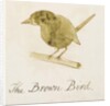 The Brown Bird by Edward Lear