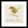 The Brown Bird by Edward Lear