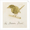 The Brown Bird by Edward Lear
