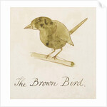 The Brown Bird by Edward Lear
