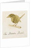The Brown Bird by Edward Lear