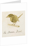 The Brown Bird by Edward Lear