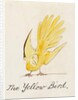 The Yellow Bird by Edward Lear