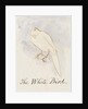 The White Bird by Edward Lear