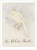 The White Bird by Edward Lear