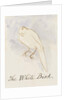 The White Bird by Edward Lear