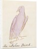 The Lilac Bird by Edward Lear