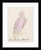 The Lilac Bird by Edward Lear