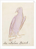 The Lilac Bird by Edward Lear