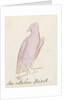 The Lilac Bird by Edward Lear
