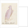 The Lilac Bird by Edward Lear