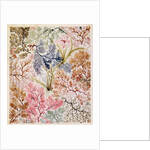 Textile design, c.1788-92 by William Kilburn