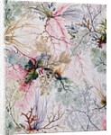 Textile design, c.1788-92 by William Kilburn