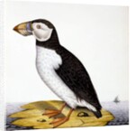 Puffin, marmon fratercula, c.1840 by French School