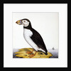 Puffin, marmon fratercula, c.1840 by French School