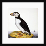 Puffin, marmon fratercula, c.1840 by French School