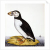 Puffin, marmon fratercula, c.1840 by French School