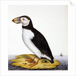 Puffin, marmon fratercula, c.1840 by French School