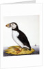 Puffin, marmon fratercula, c.1840 by French School