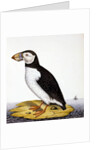 Puffin, marmon fratercula, c.1840 by French School