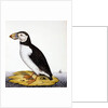 Puffin, marmon fratercula, c.1840 by French School