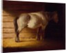 Old Field Horse, by 1856 by George Caleb Bingham