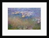 Water Lilies c.1915-26 by Claude Monet