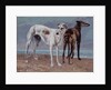 The Greyhounds of the Comte de Choiseul, 1866 by Gustave Courbet