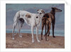 The Greyhounds of the Comte de Choiseul, 1866 by Gustave Courbet