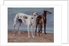 The Greyhounds of the Comte de Choiseul, 1866 by Gustave Courbet