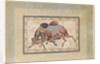 Two Camels Fighting by Anonymous