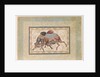 Two Camels Fighting by Anonymous