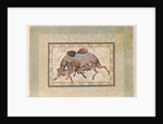 Two Camels Fighting by Anonymous
