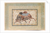 Two Camels Fighting by Anonymous