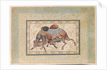 Two Camels Fighting by Anonymous